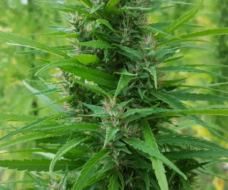 indica-sativa indica-sativa